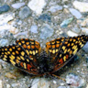 Meet your Posher, Shakti